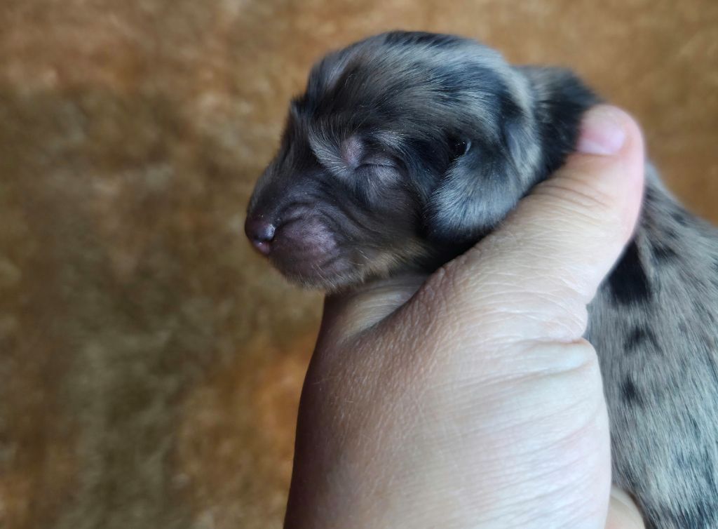 Des Narcisses Du Royaume D'egypte - Chiots disponibles - Teckel poil long