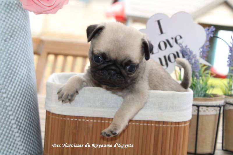 Des Narcisses Du Royaume D'egypte - Chiots disponibles - Carlin