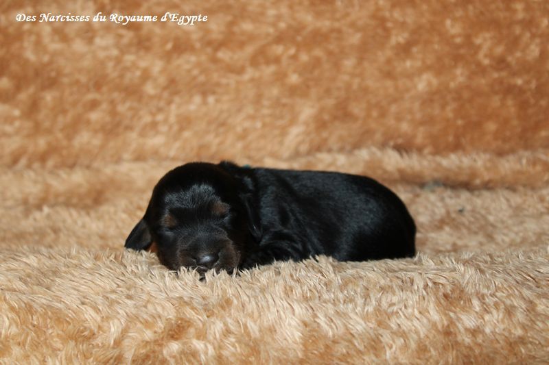 Chiot Teckel poil long Des Narcisses Du Royaume D'egypte
