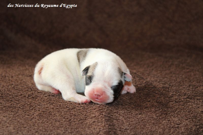Des Narcisses Du Royaume D'egypte - Chiots disponibles - Bouledogue français