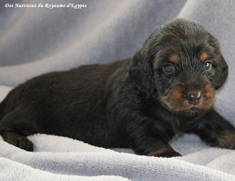 Des Narcisses Du Royaume D'egypte - Chiots disponibles - Teckel poil long