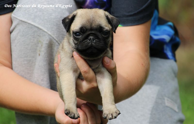 Des Narcisses Du Royaume D'egypte - Chiots disponibles - Carlin