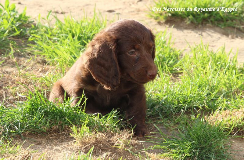 Des Narcisses Du Royaume D'egypte - Chiots disponibles - Teckel poil long