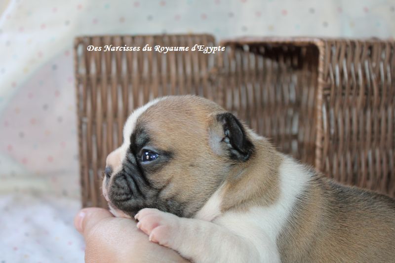 Des Narcisses Du Royaume D'egypte - Chiots disponibles - Bouledogue français