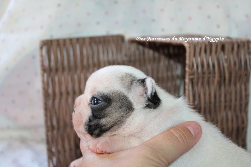 Des Narcisses Du Royaume D'egypte - Chiots disponibles - Bouledogue français