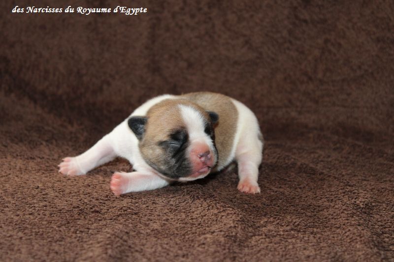Des Narcisses Du Royaume D'egypte - Chiots disponibles - Bouledogue français