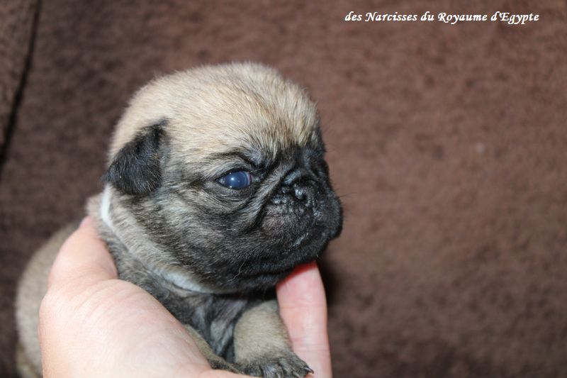 Des Narcisses Du Royaume D'egypte - Chiots disponibles - Carlin