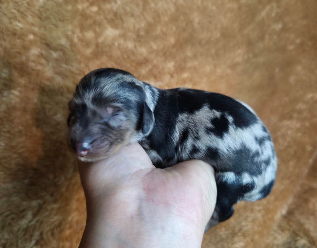 Des Narcisses Du Royaume D'egypte - Chiots disponibles - Teckel poil long