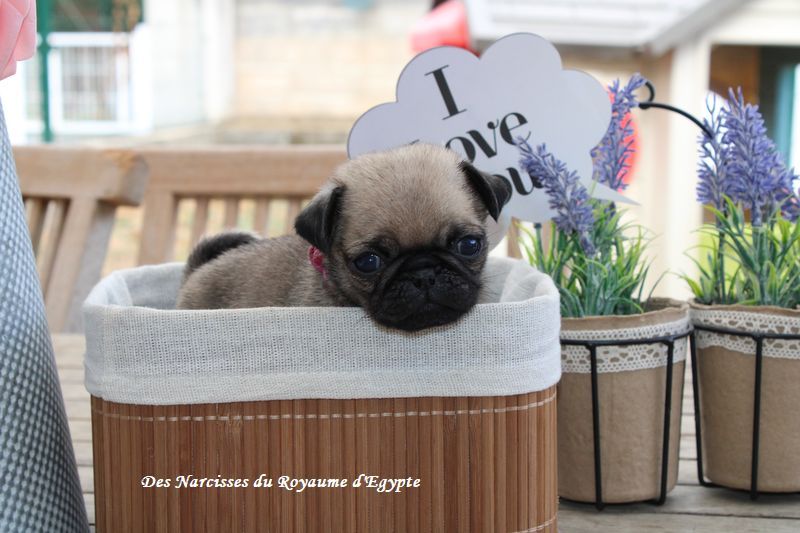 Des Narcisses Du Royaume D'egypte - Chiots disponibles - Carlin