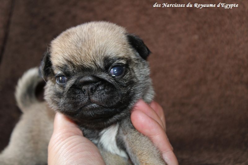 Des Narcisses Du Royaume D'egypte - Chiots disponibles - Carlin