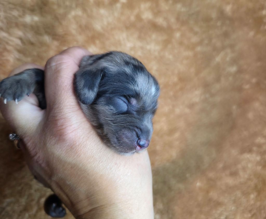 Des Narcisses Du Royaume D'egypte - Chiots disponibles - Teckel poil long