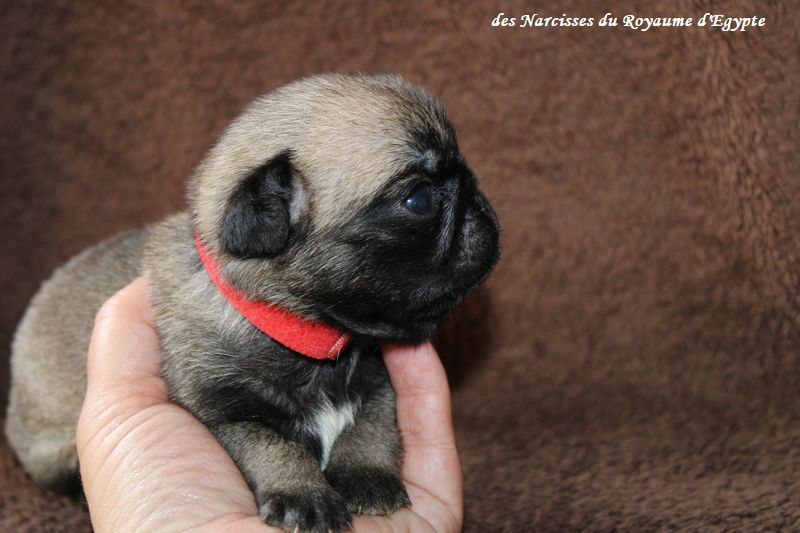 Chiot Carlin Des Narcisses Du Royaume D'egypte
