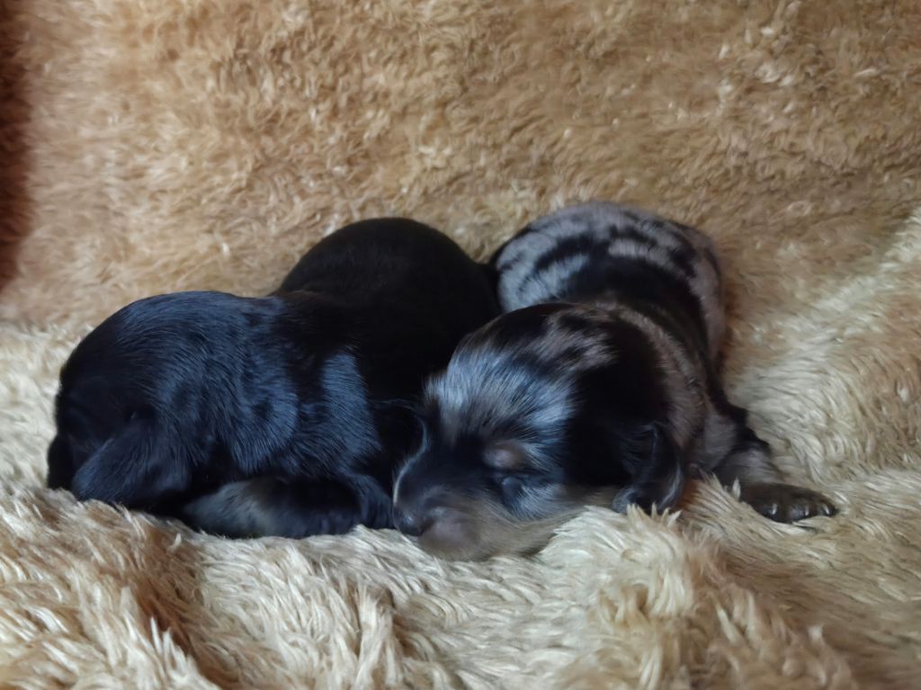 Chiot Teckel poil long Des Narcisses Du Royaume D'egypte