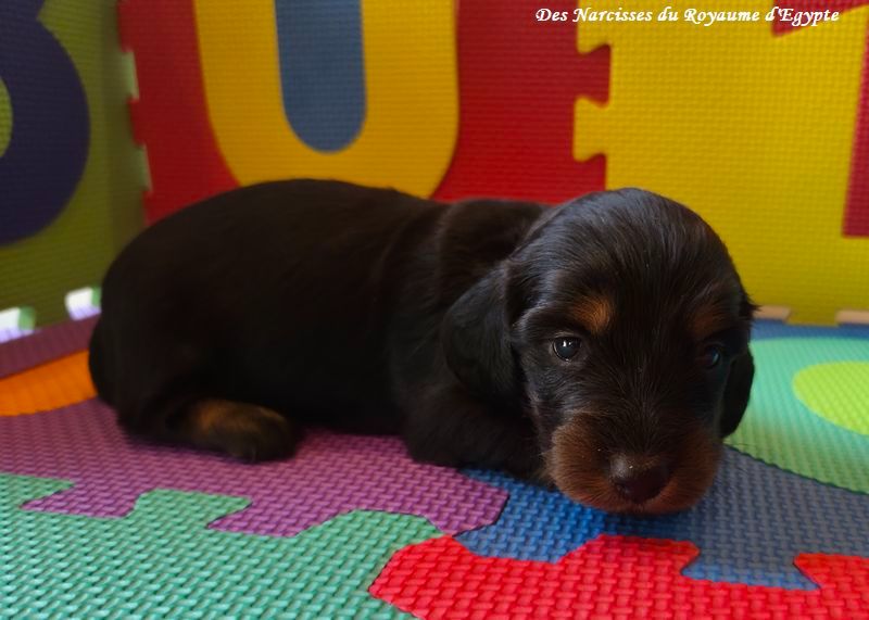 Des Narcisses Du Royaume D'egypte - Chiots disponibles - Teckel poil long