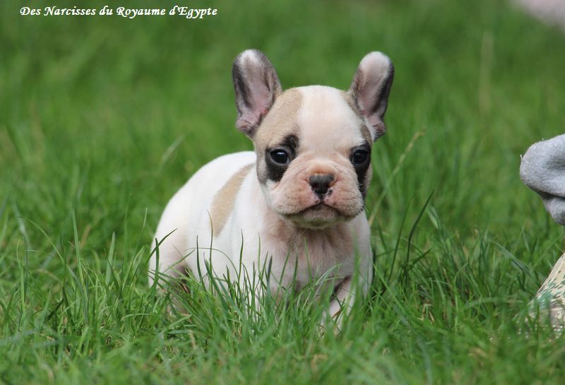 Des Narcisses Du Royaume D'egypte - Chiots disponibles - Bouledogue français