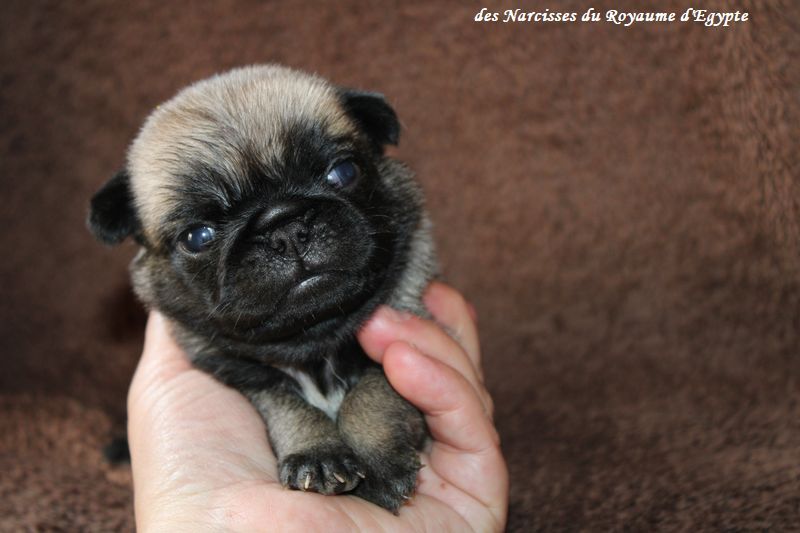 Des Narcisses Du Royaume D'egypte - Chiots disponibles - Carlin