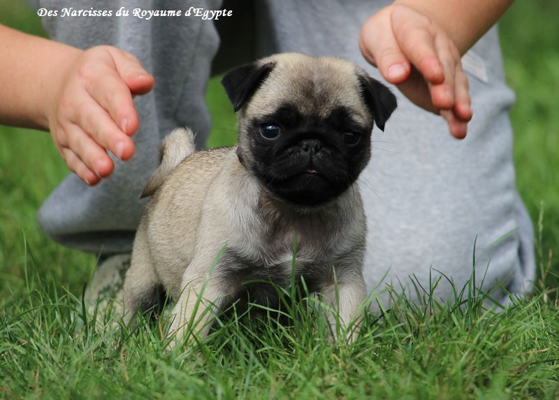 Des Narcisses Du Royaume D'egypte - Chiots disponibles - Carlin