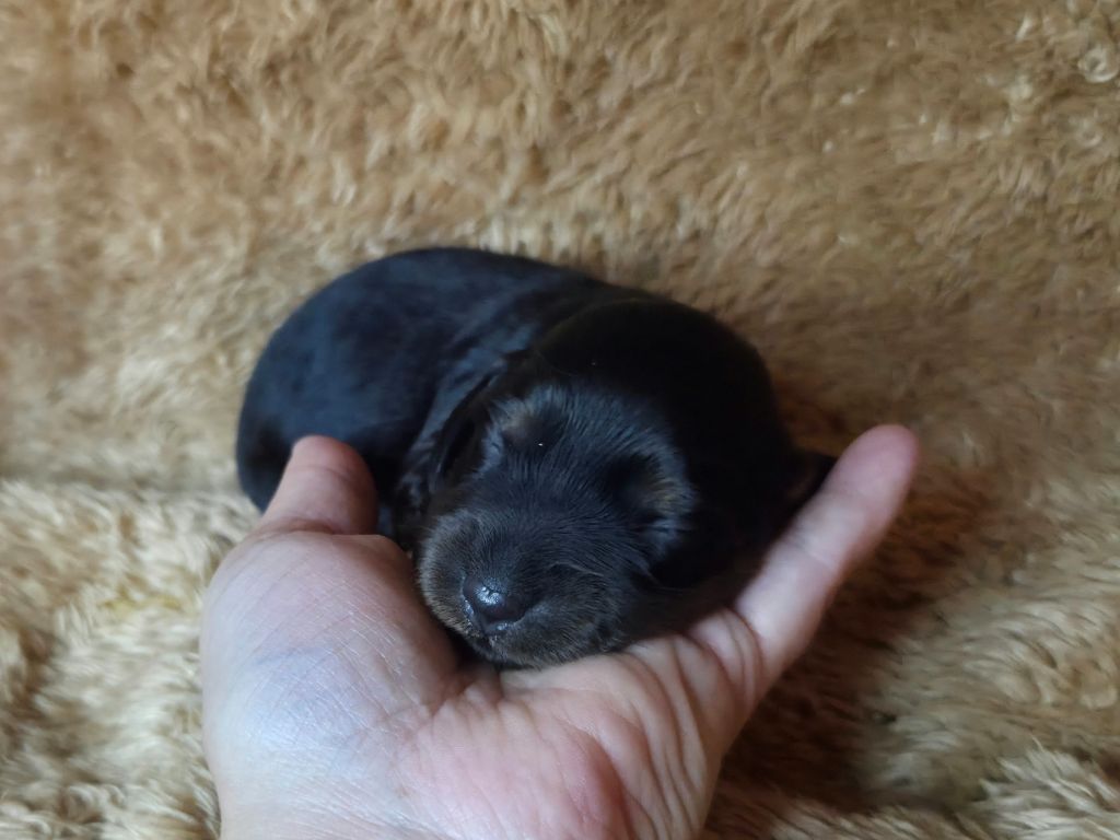 Des Narcisses Du Royaume D'egypte - Chiots disponibles - Teckel poil long