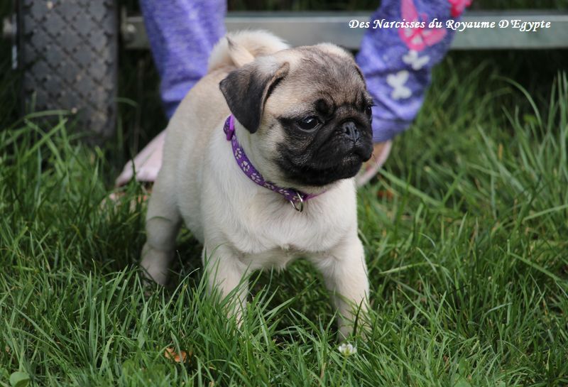 Des Narcisses Du Royaume D'egypte - Chiots disponibles - Carlin