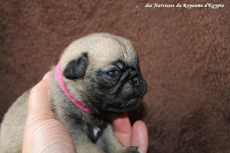 Des Narcisses Du Royaume D'egypte - Chiots disponibles - Carlin