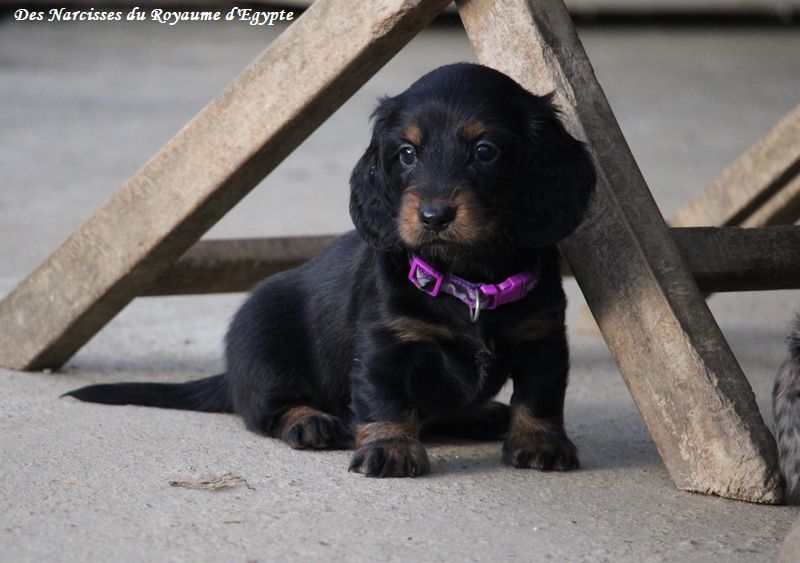 Des Narcisses Du Royaume D'egypte - Chiots disponibles - Teckel poil long