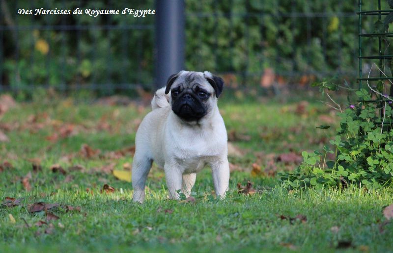 Des Narcisses Du Royaume D'egypte - Chiots disponibles - Carlin