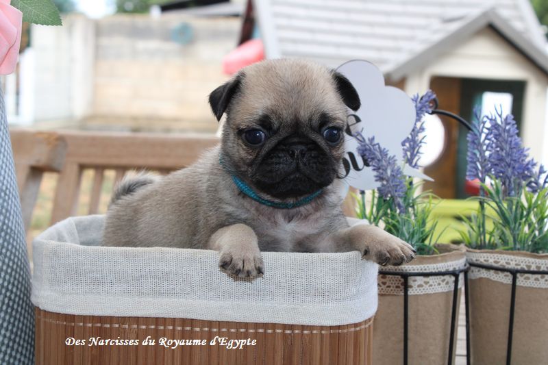 Des Narcisses Du Royaume D'egypte - Chiots disponibles - Carlin